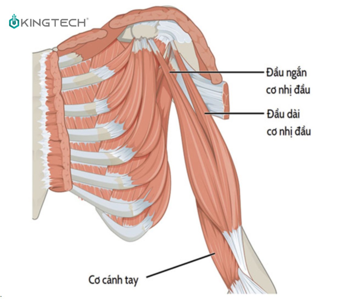 Chấn thương cơ nhị đầu và cách phòng tránh
