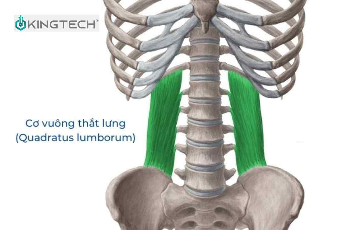 Cơ vuông thắt lưng là gì